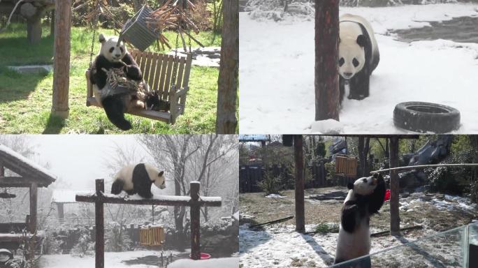 大熊猫长颈鹿嬉戏玩耍野生动物园