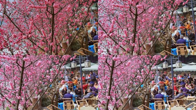 成都望江公园府南河边红梅花开，花树下喝茶