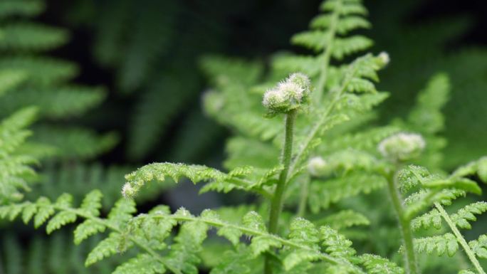 蕨类植物空镜头