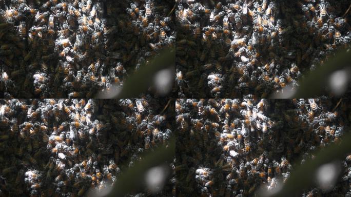 蜜蜂在树枝蜂巢上的特写镜头