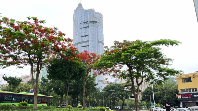 广西农村投资集团南宁凤凰花开