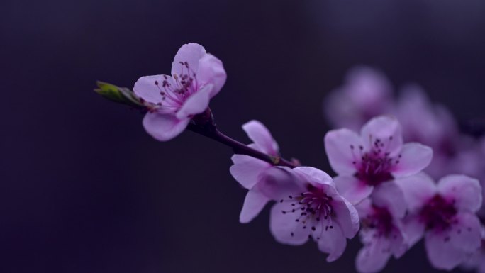 雨天的紫色花朵，带着雨滴