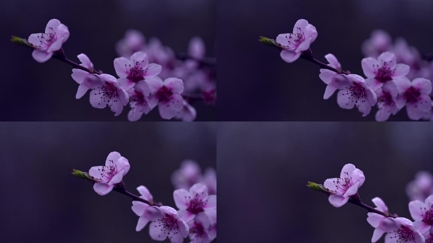 雨天的紫色花朵，带着雨滴