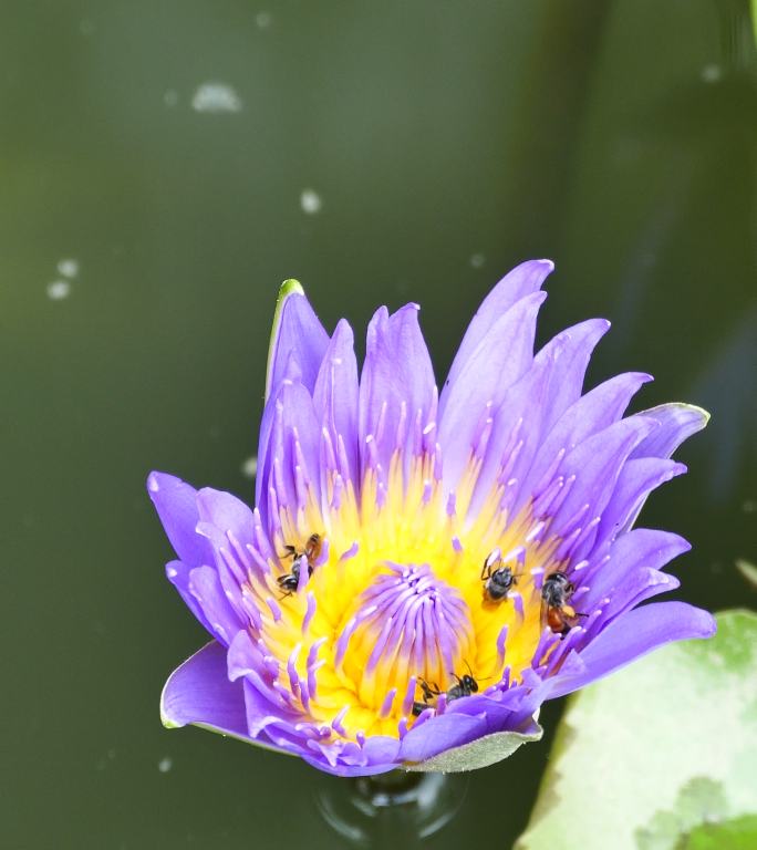 紫莲和许多蜜蜂紫莲和许多蜜蜂