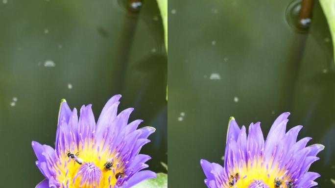 紫莲和许多蜜蜂紫莲和许多蜜蜂