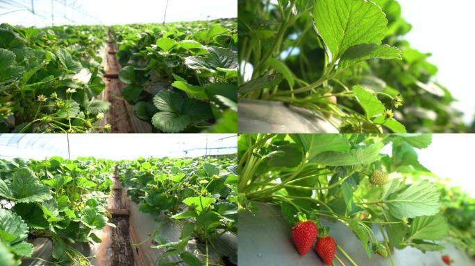 草莓种植基地大棚