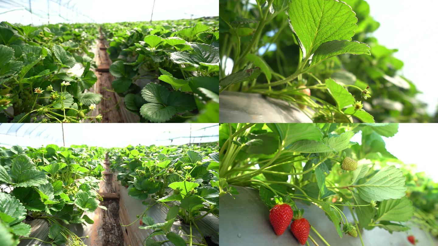 草莓种植基地大棚