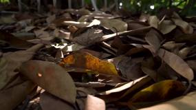 高清拍摄阳光透过树叶唯美画面视频素材