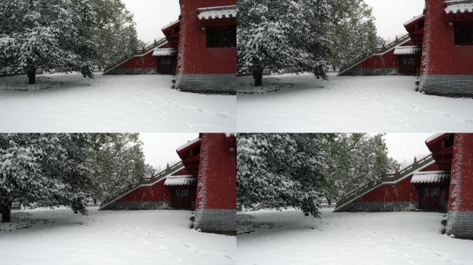 少林寺雪松