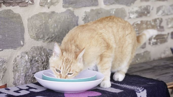 特写镜头，一只猫在乡下房子里吃盘子里的食物