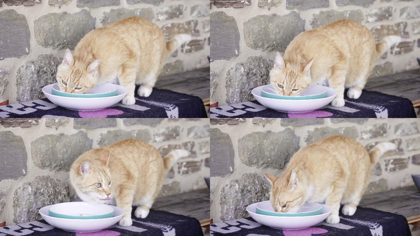 特写镜头，一只猫在乡下房子里吃盘子里的食物