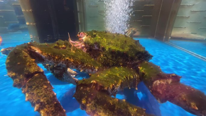 新鲜海鲜 鱼 虾 蟹