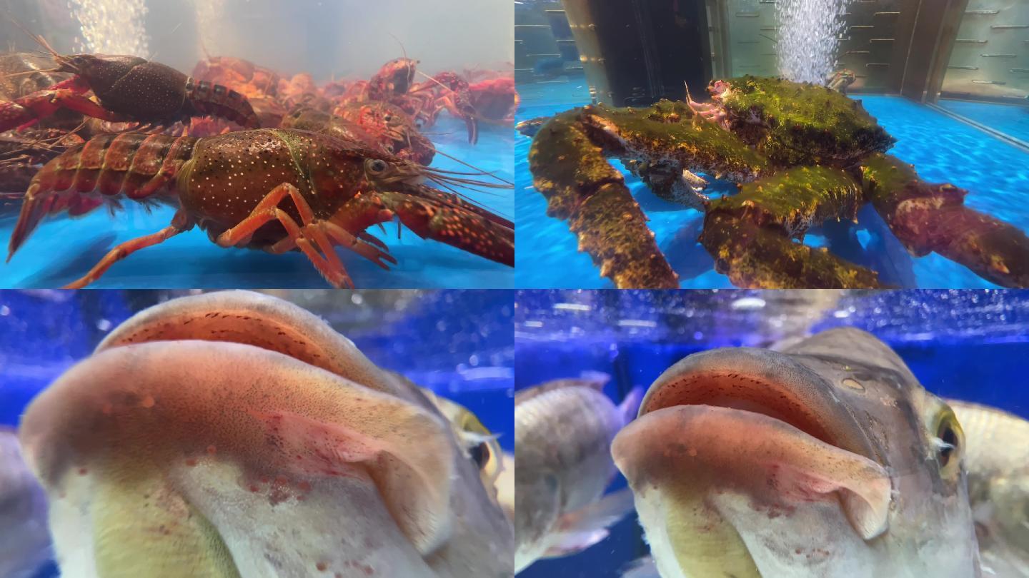 新鲜海鲜 鱼 虾 蟹