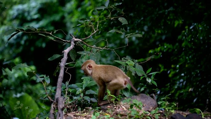 猴子生活在泰国普吉岛的天然森林中。