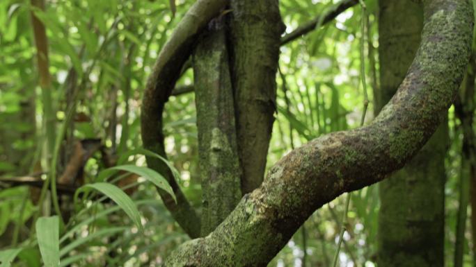 藤本植物根系吞噬泰国热带雨林丛林