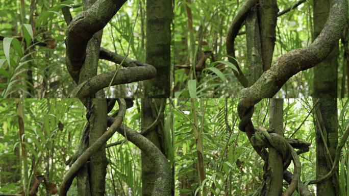 藤本植物根系吞噬泰国热带雨林丛林