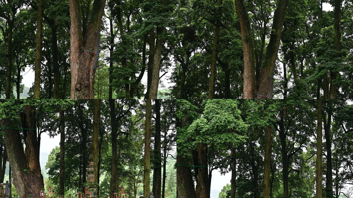 古树公园千年桢楠树林
