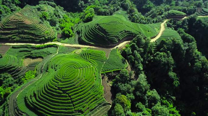 四川雅安名山县大地指纹茶园航拍