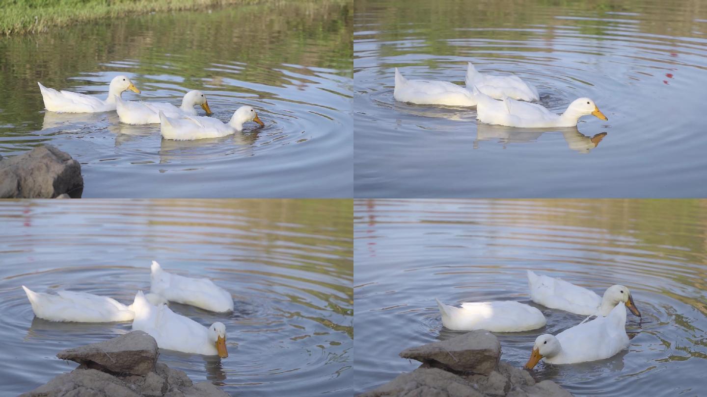 农村鸭子在水里戏水玩耍
