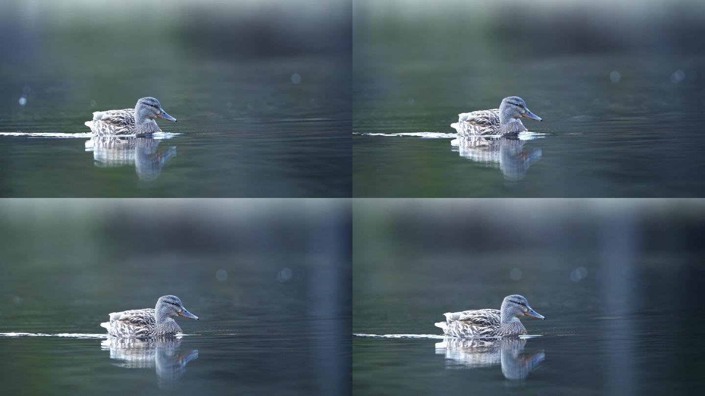 一只雌绿头鸭在池塘上游泳的慢镜头