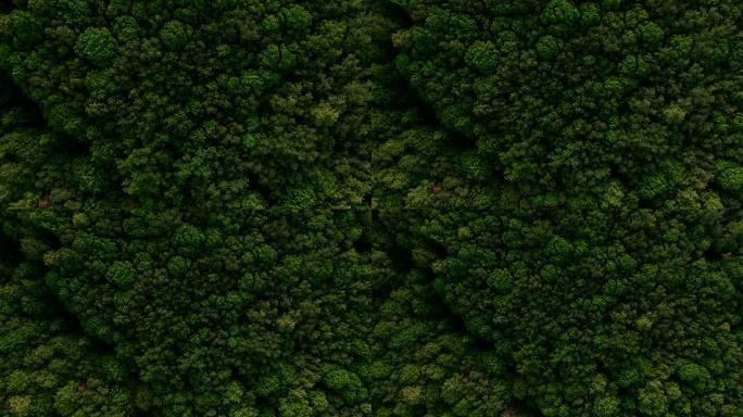 驾驶无人机飞越绿色森林、田野、草地。森林彼此和谐地结合在一起，许多植物和树木组成了一个整体。用无人机