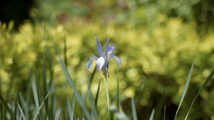 马兰花马莲花