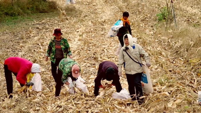【4K】老农民 捡拾落在地里的粮食