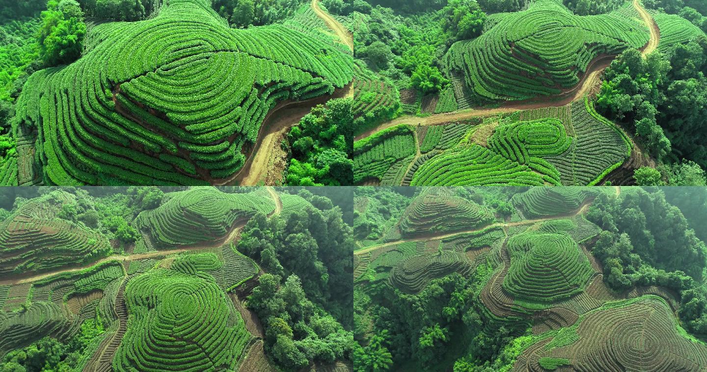 四川雅安名山大地指纹茶园航拍