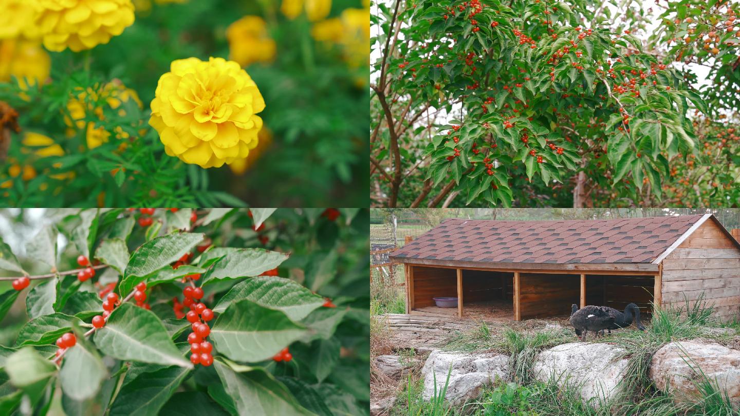 公园花朵 黑天鹅素 植物园 治愈风景 花