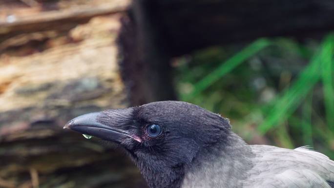 在一个阳光明媚的夏天，头戴鸟冠的乌鸦（Corvus cornix）从水坑里喝水。