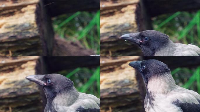 在一个阳光明媚的夏天，头戴鸟冠的乌鸦（Corvus cornix）从水坑里喝水。