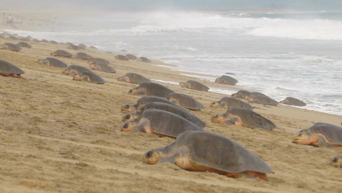 橄榄红海龟海龟迁徙海龟上岸