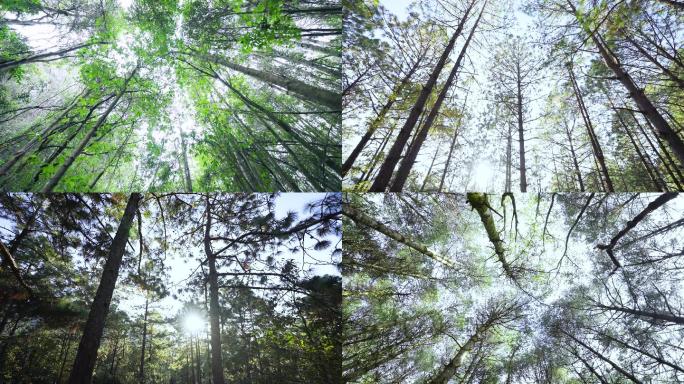 生态森林树林仰拍大自然