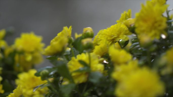 黄色菊花花朵浇花浇水水珠特写C003