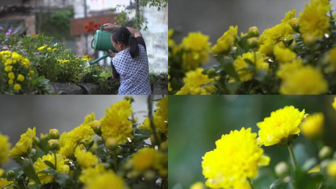 黄色菊花花朵浇花浇水水珠特写C003