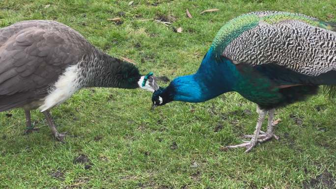 Peahen和peacock