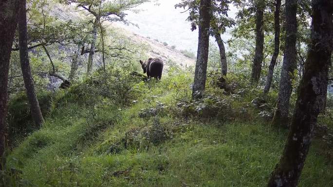 一只熊在树林中觅食的跟踪录像