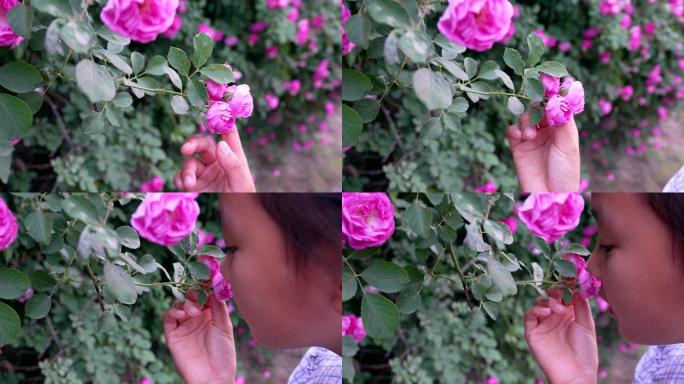 4K实拍初夏在盛开的蔷薇花丛中的东方女孩