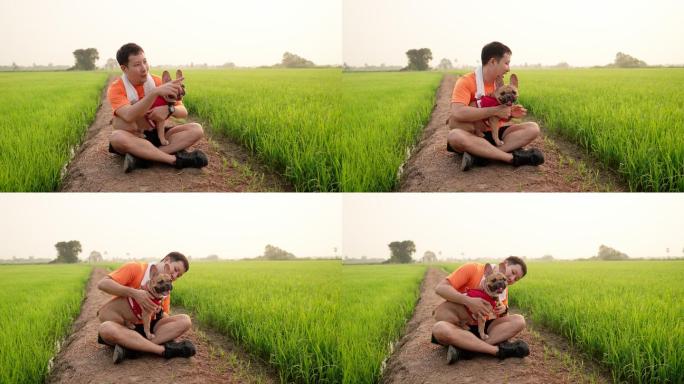 亚洲中年男子慢跑锻炼后，坐在那里拥抱着他心爱的嬉戏纯种法国斗牛犬，在美丽的绿色稻田边与它交谈和玩耍，