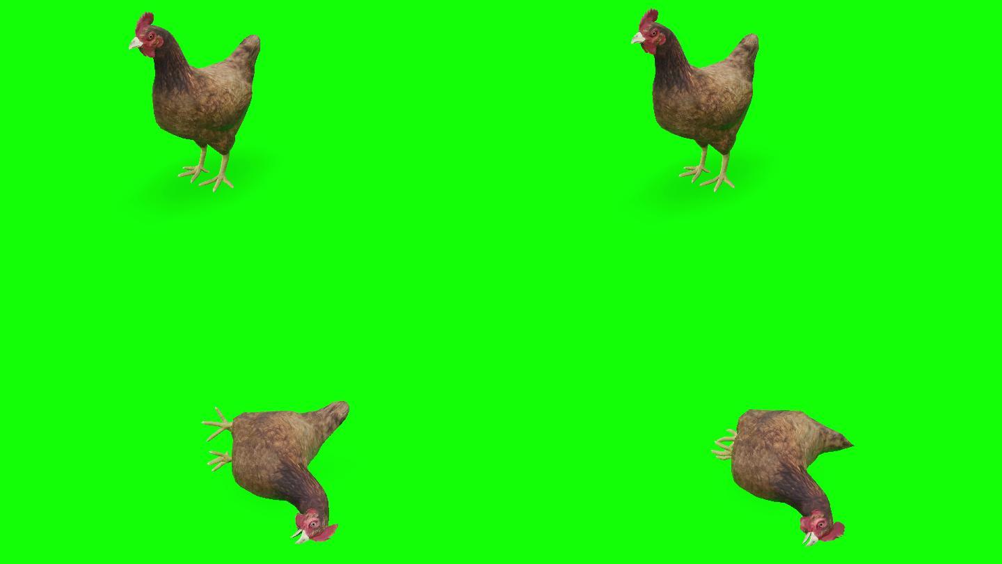 绿色屏幕上垂死的鸡。动物、野生动物、游戏、返校、3d动画、短片、电影、卡通、有机、色度键、角色动画、
