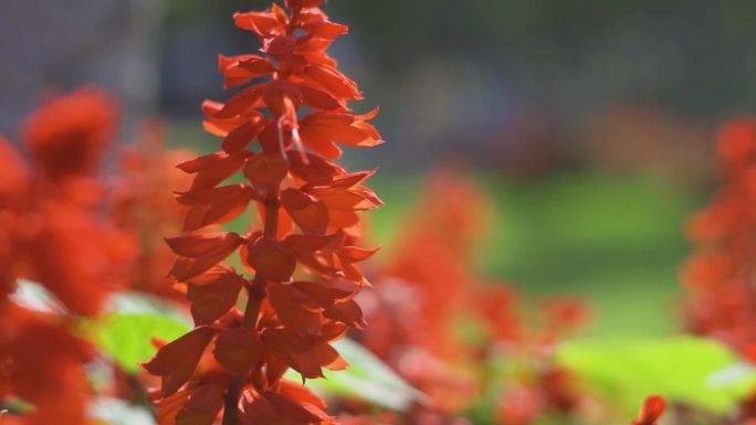 公园里的绿化草本花卉一串红爆仗红象牙红
