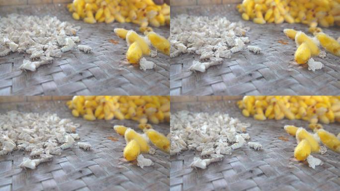 蚕茧黄色的虫子虫子养殖业