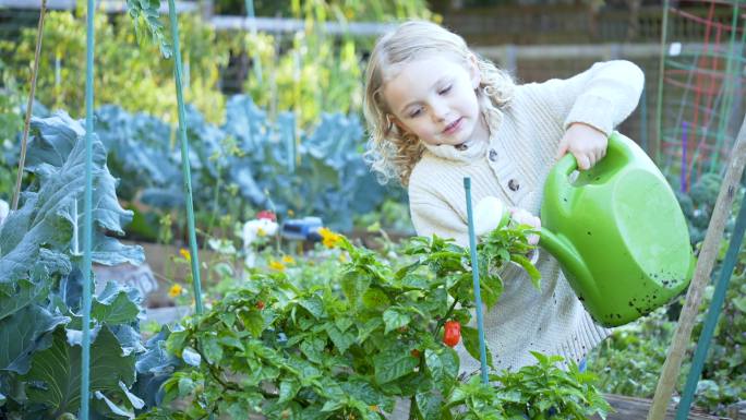 社区花园浇灌植物的小女孩