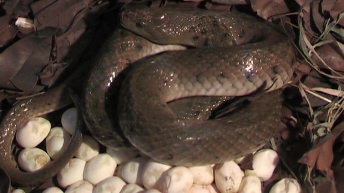 蛇孵卵率长虫