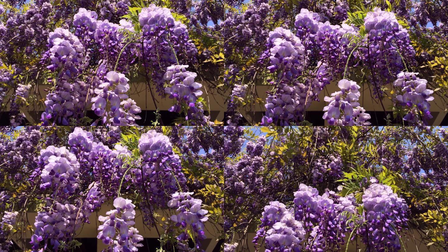 夏天的紫藤花绿化园艺生机勃勃万物复苏春暖