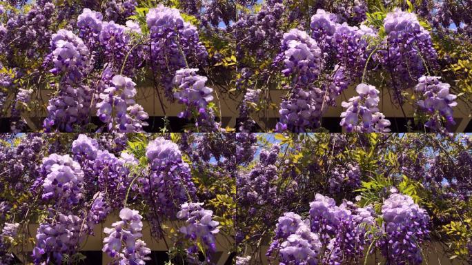夏天的紫藤花绿化园艺生机勃勃万物复苏春暖
