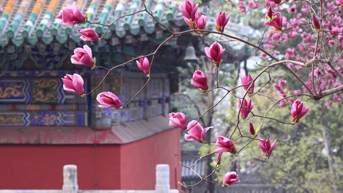 潭拓寺玉兰花