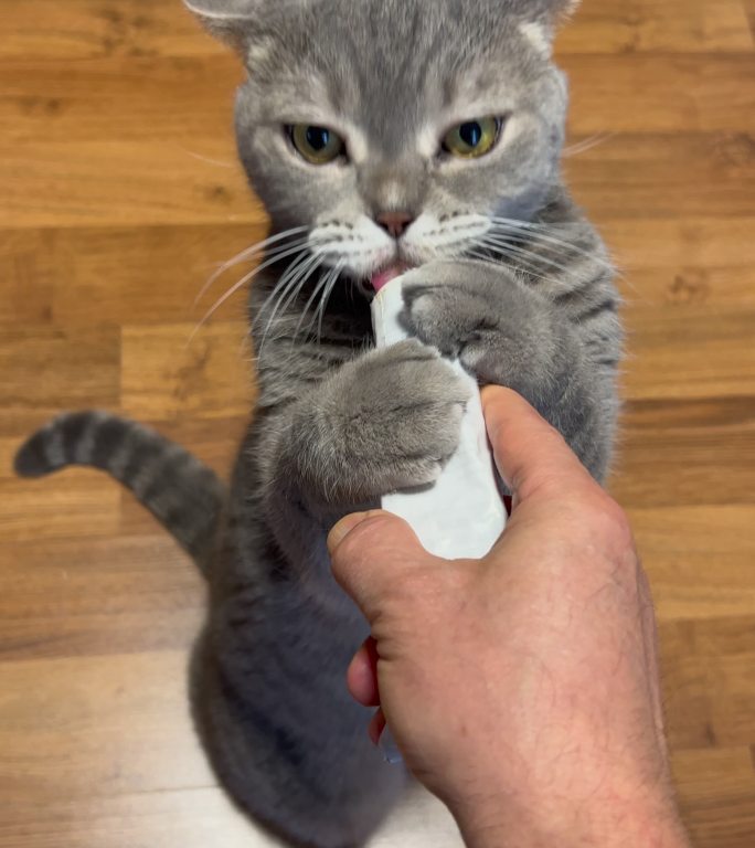 饥饿的猫站着舔主人手中的复合维生素膏管