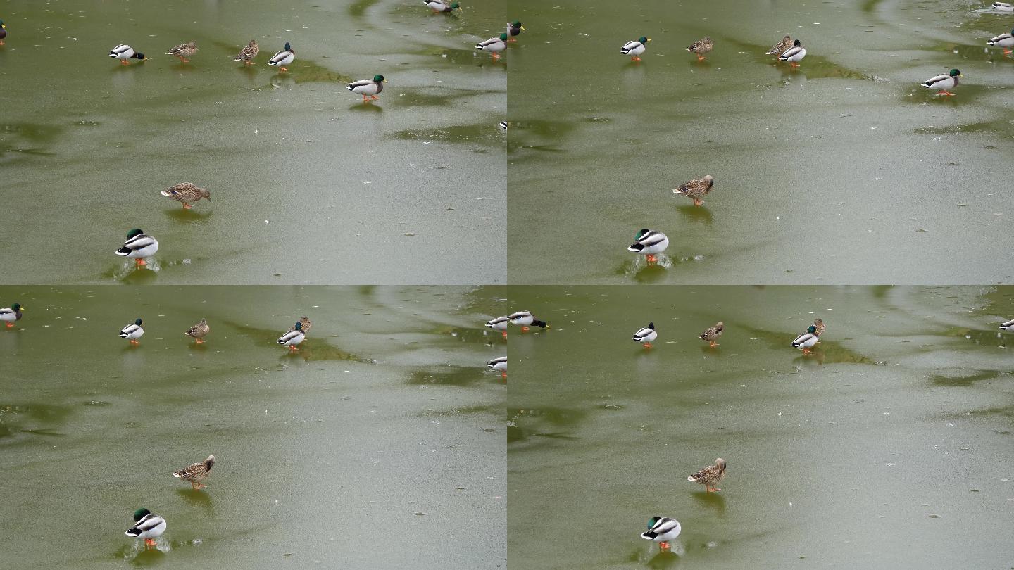 浮冰上休息的鸭子特写镜头。冬天，城市里的春天。季节。春天的到来。
