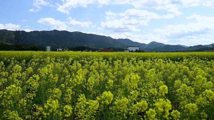 江西油菜花海4K